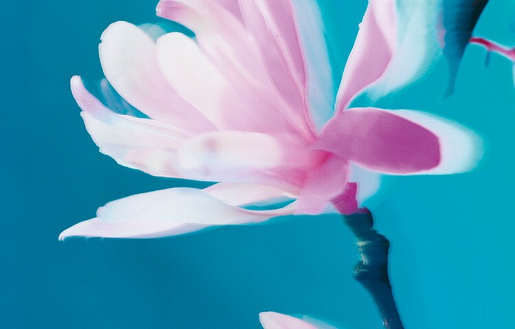 مجموعة Blossoms